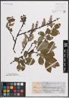 Foto von Salix cinerea L. x Salix nigricans Sm.